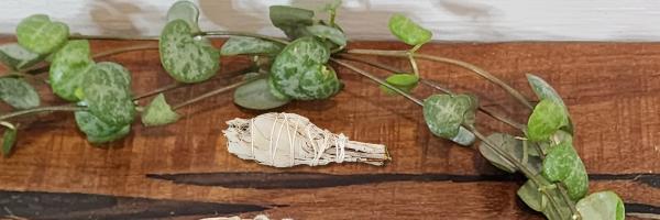 White Sage