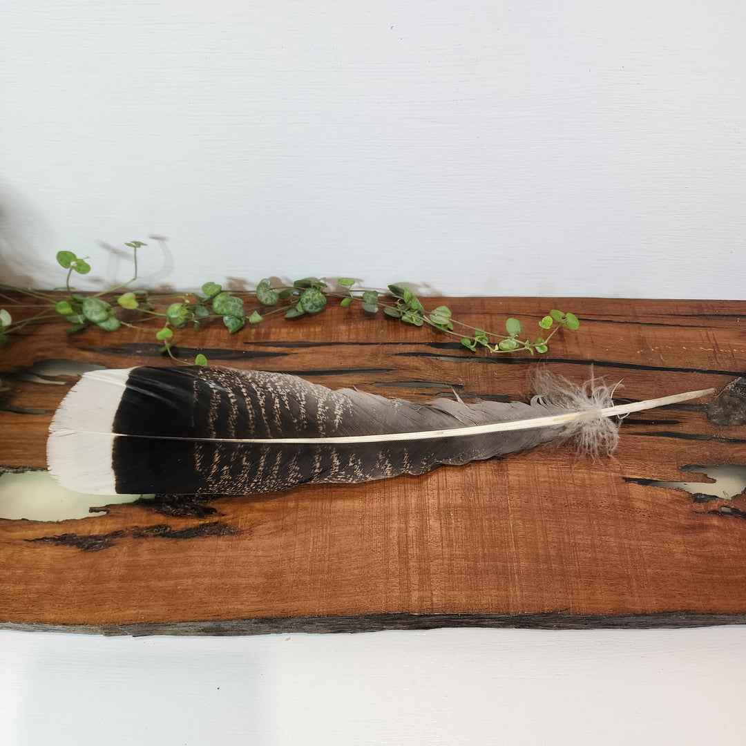 Smudging - Feathers - Mel'z Place