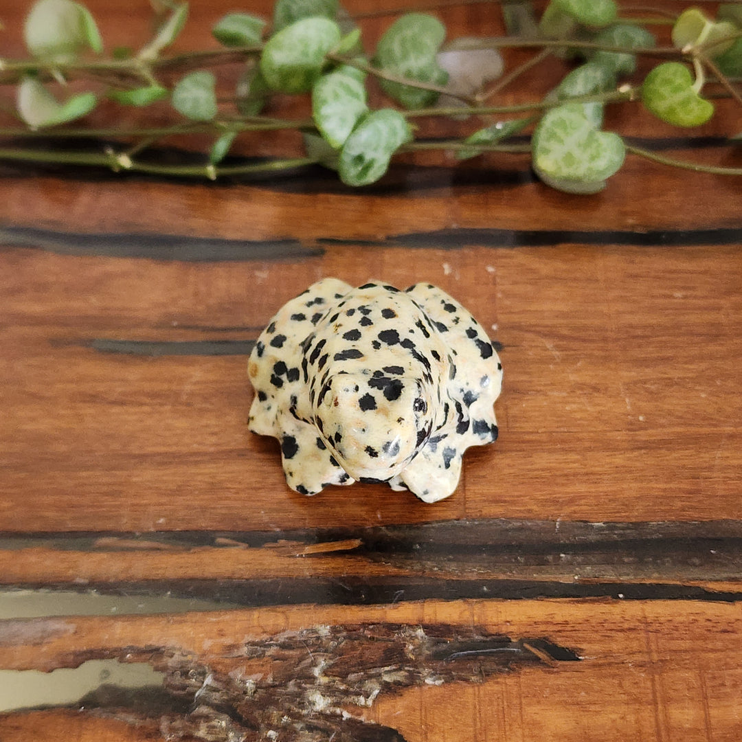 Dalmation Jasper - Frog