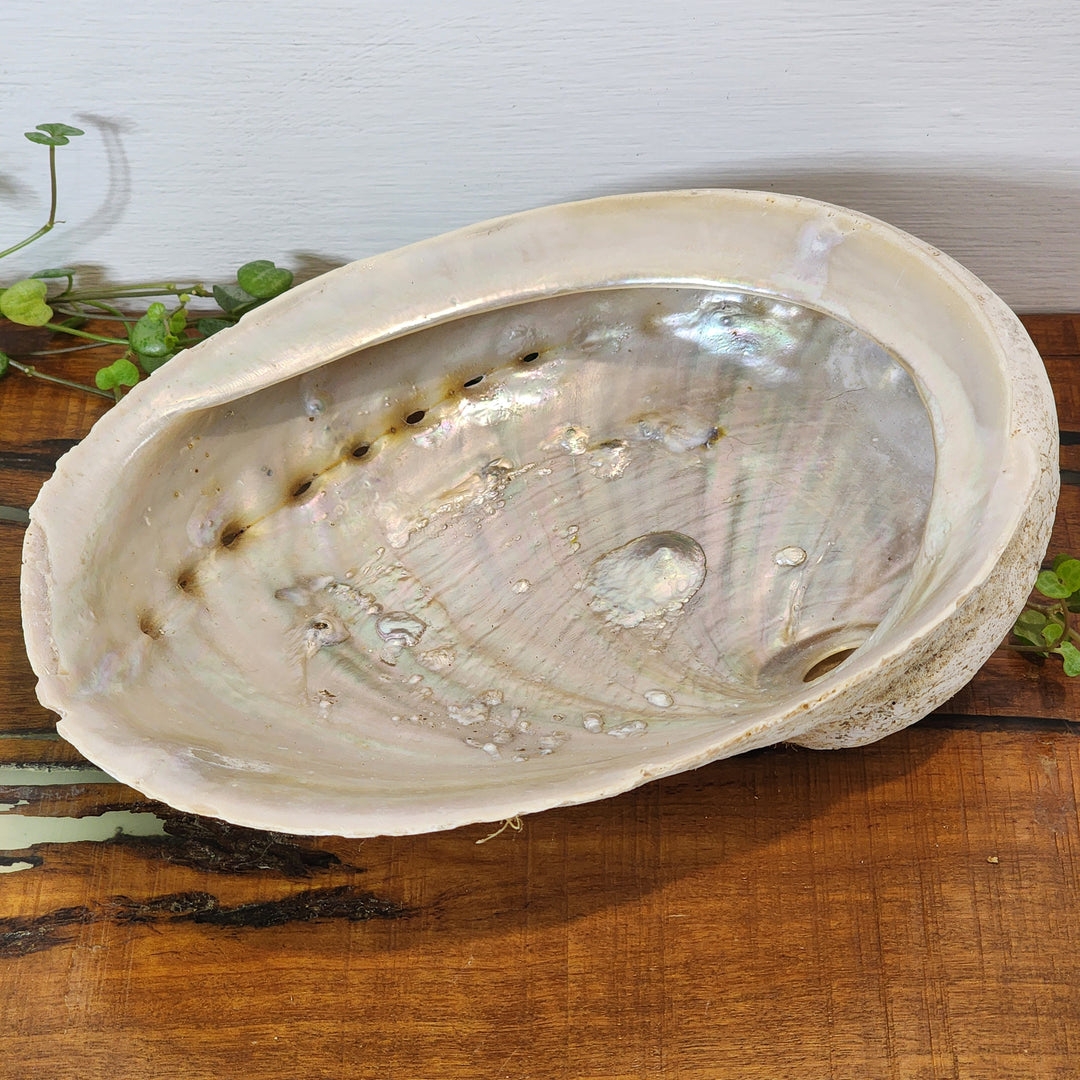 Abalone Shell Sage Burner Dish