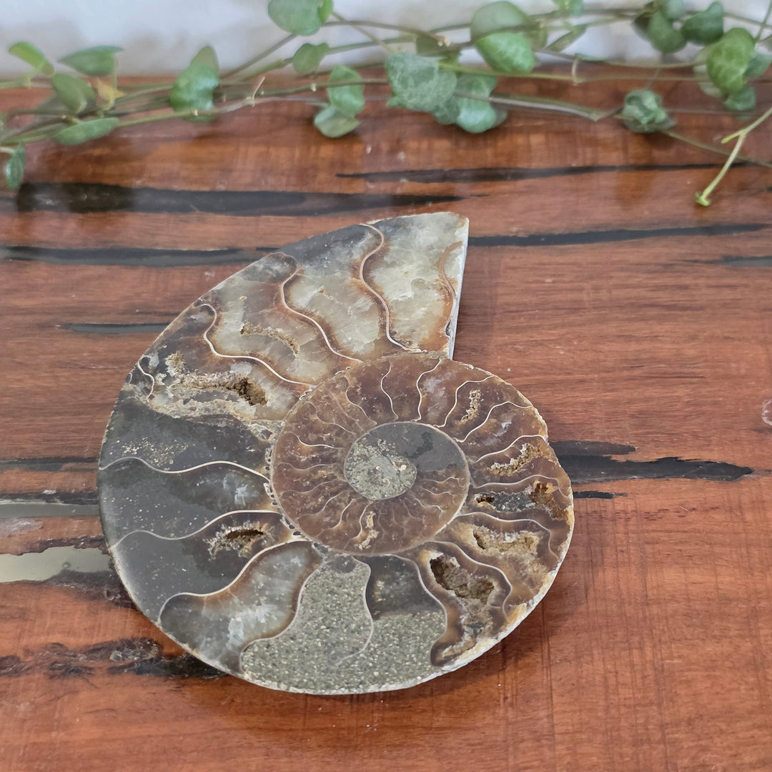 Ammonite - Slice