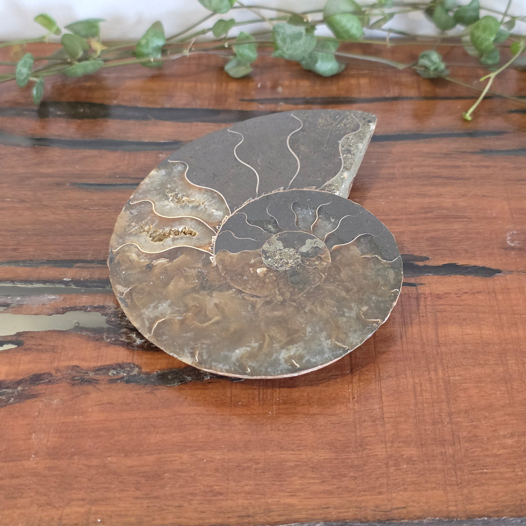Ammonite - Slice