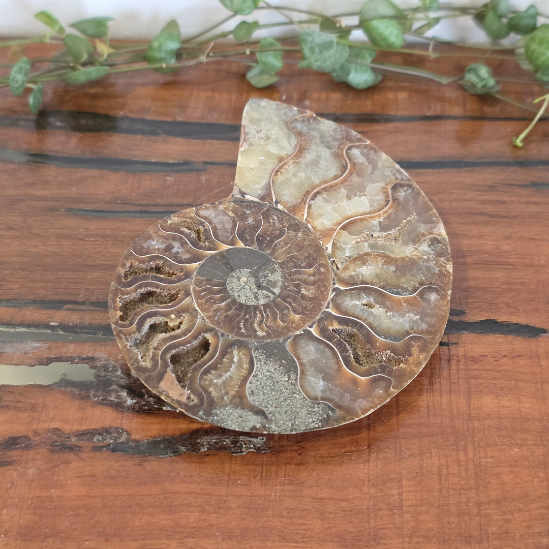 Ammonite - Slice