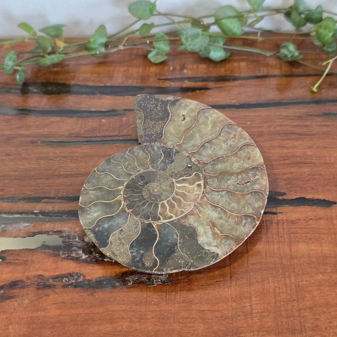 Ammonite - Slice
