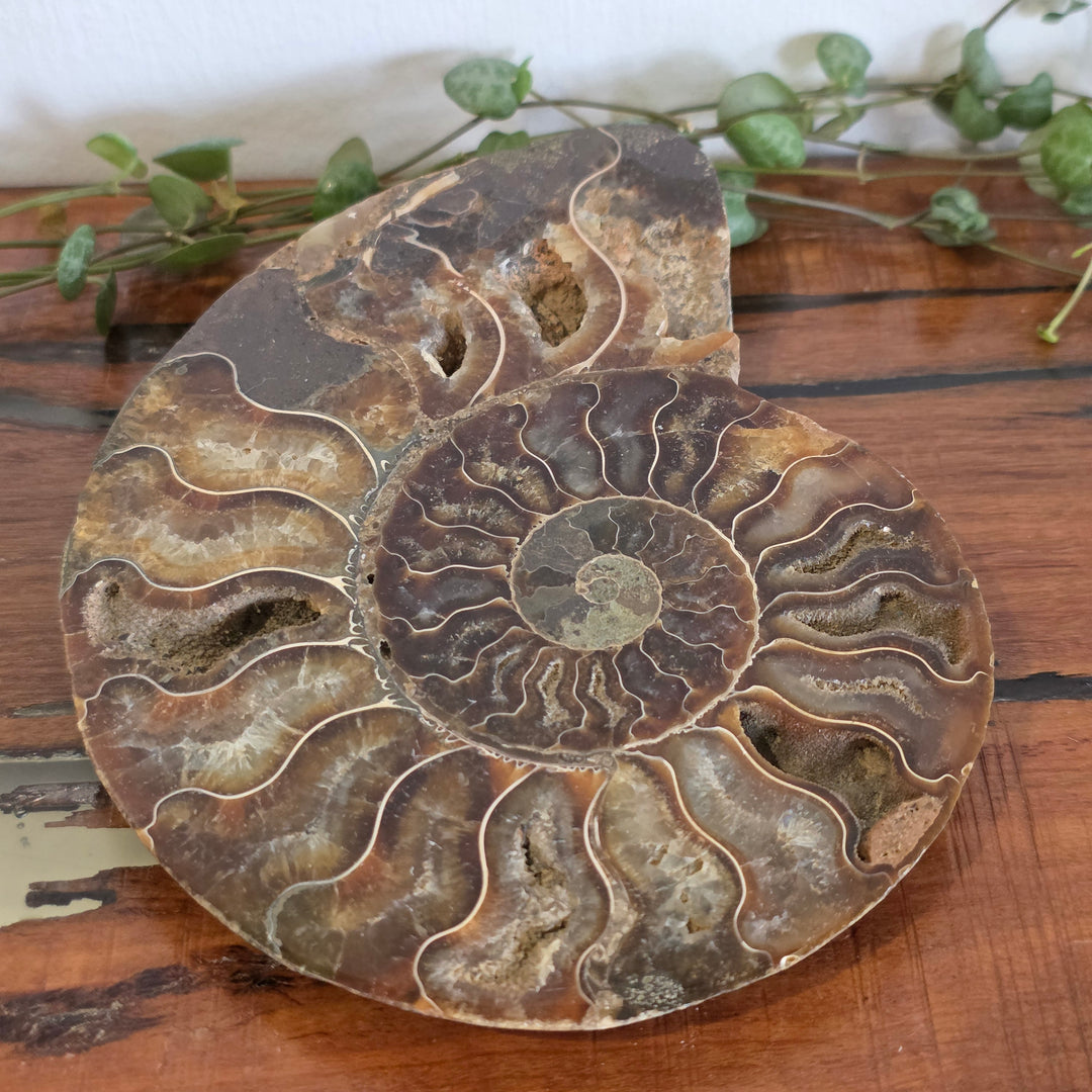 Ammonite - Slice