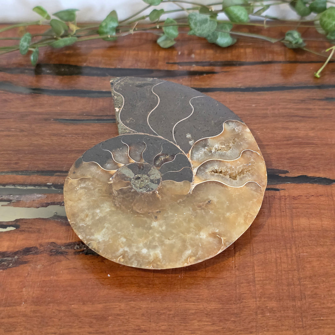Ammonite - Slice