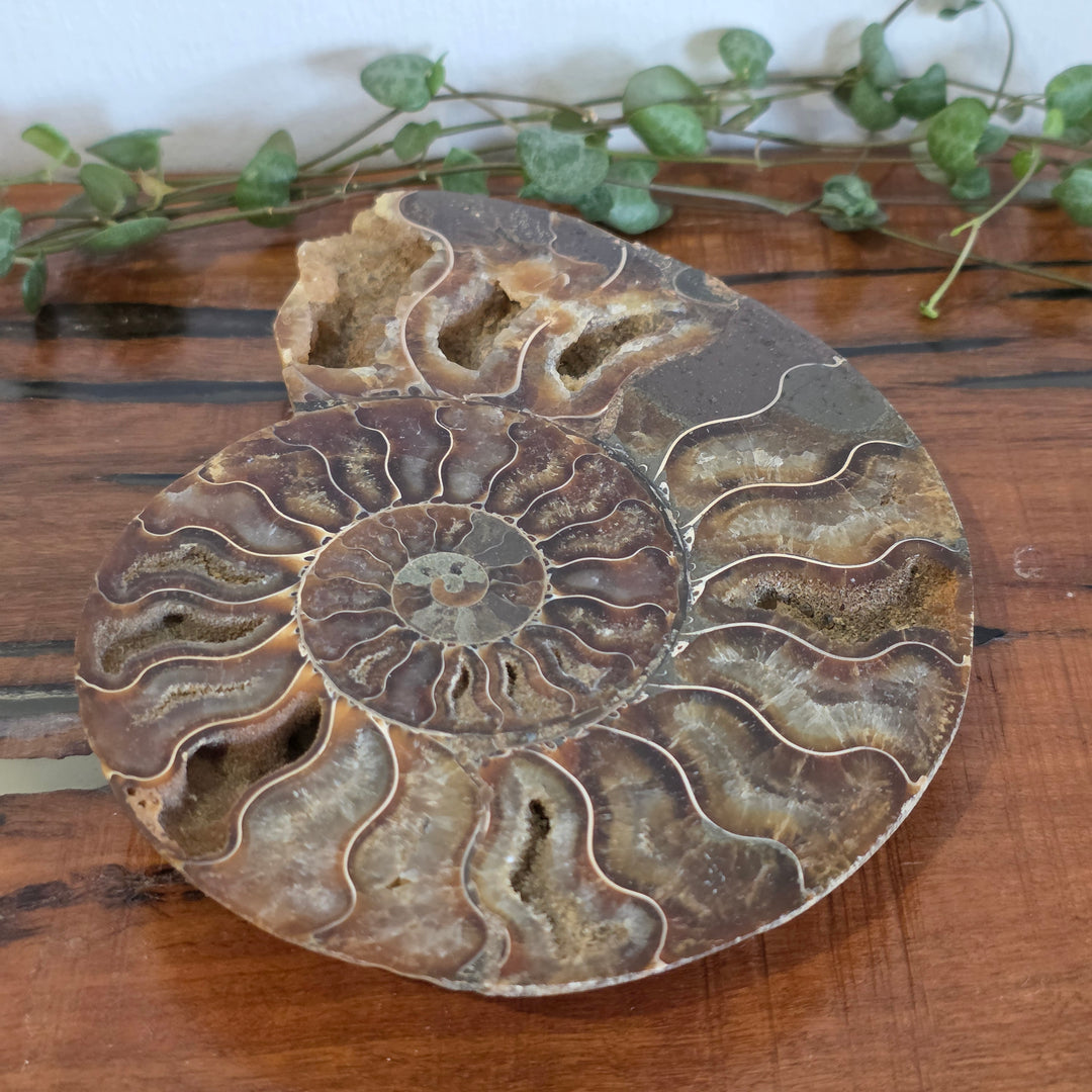 Ammonite - Slice