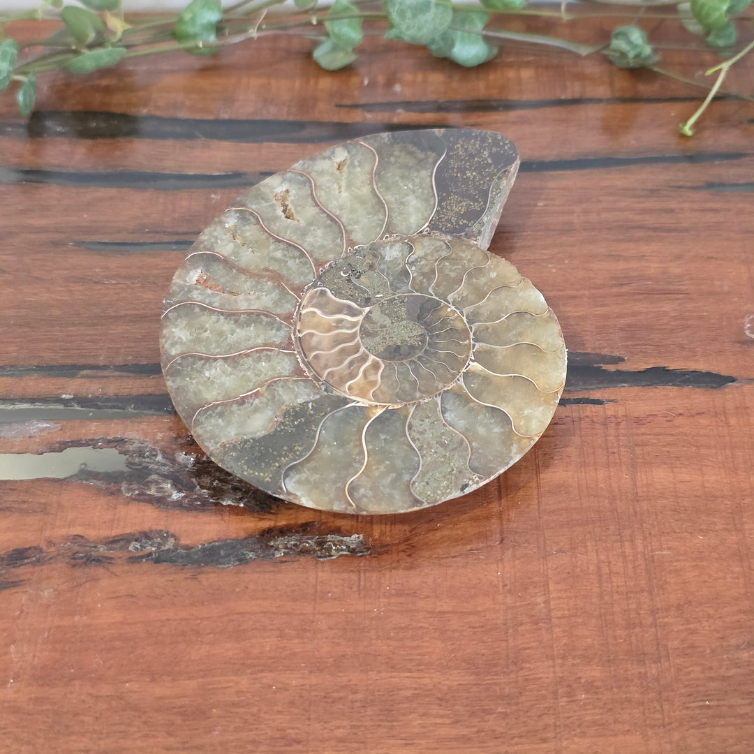 Ammonite - Slice