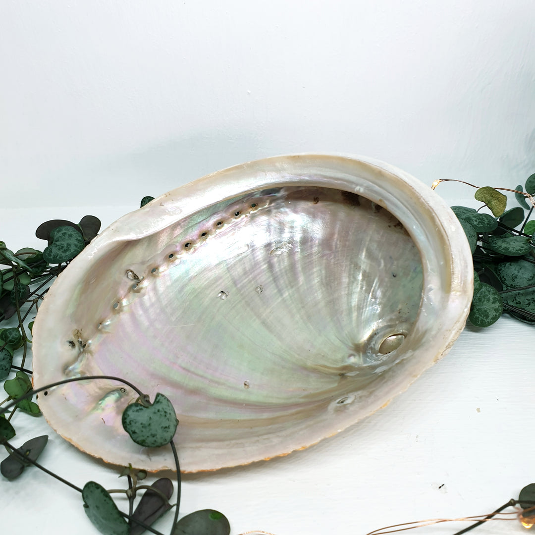 Abalone Shell Sage Burner Dish